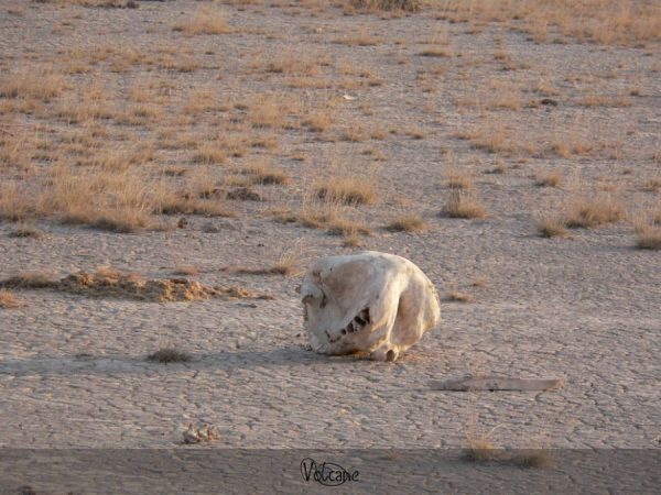 Crâne dans la savane du Tsavo Est
