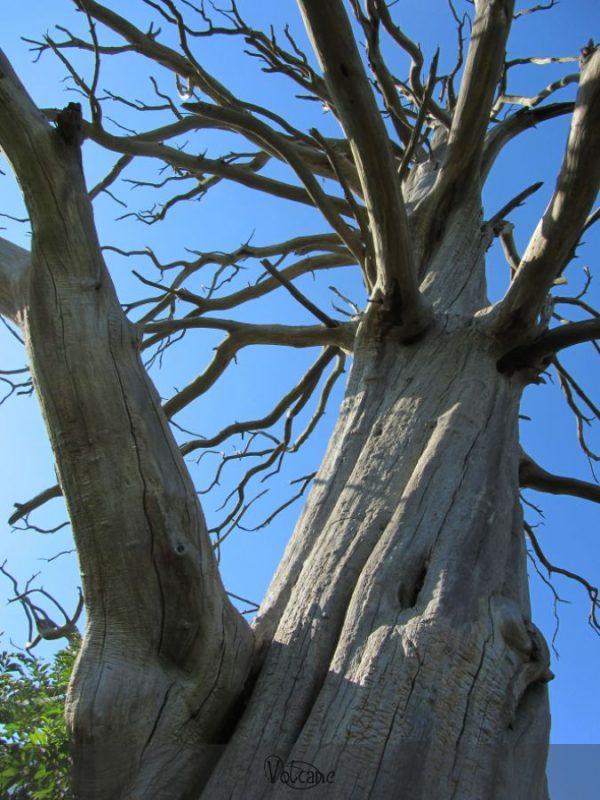 Un des arbres bicentenaires , témoins de la bataille de Waterloo