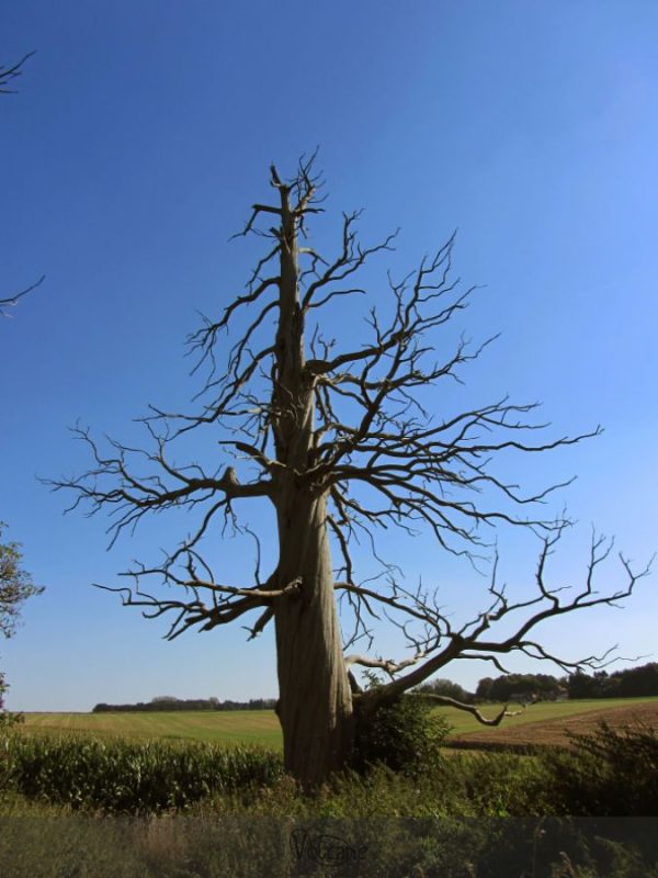Un des arbres bicentenaires , témoins de la bataille de Waterloo