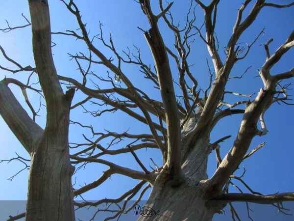 Un des arbres bicentenaires , témoins de la bataille de Waterloo