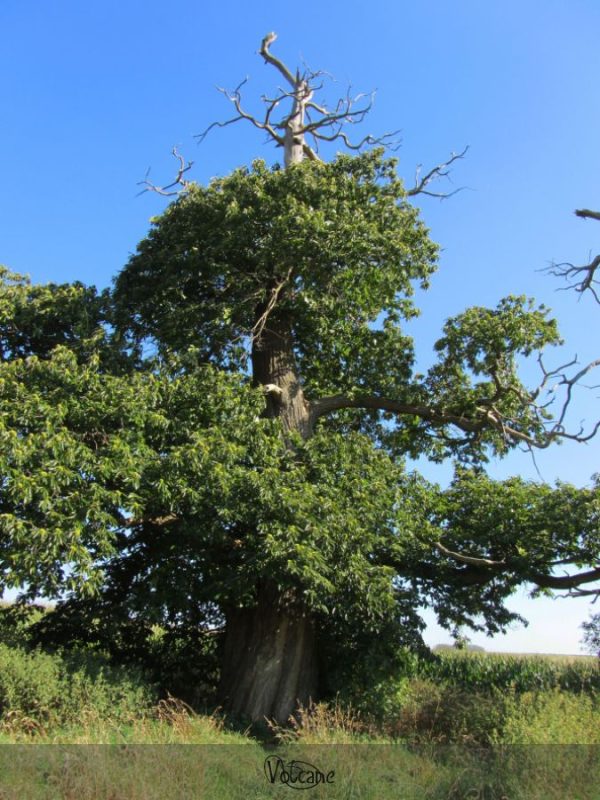 Arbres bicentenaires , témoins de la bataille de Waterloo
