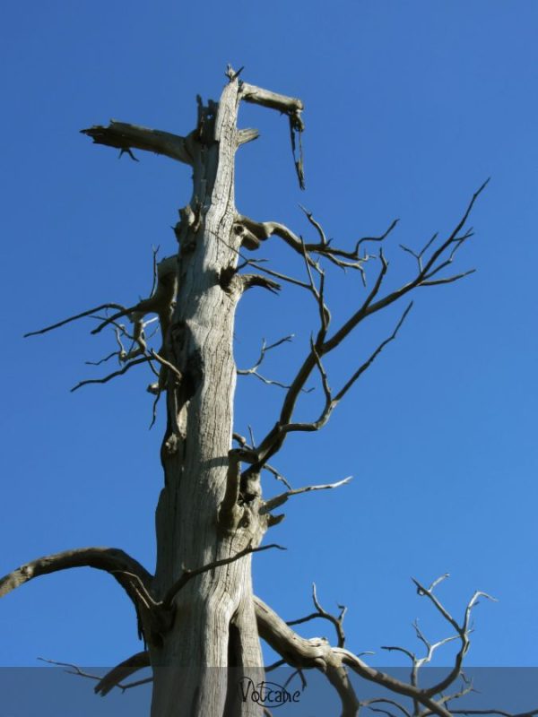 Un des arbres bicentenaires , témoins de la bataille de Waterloo