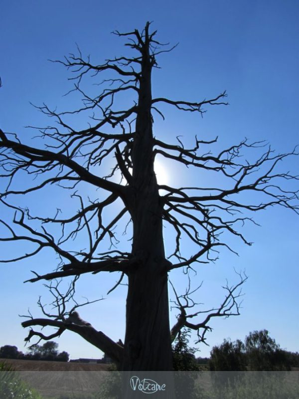Un des arbres bicentenaires , témoins de la bataille de Waterloo