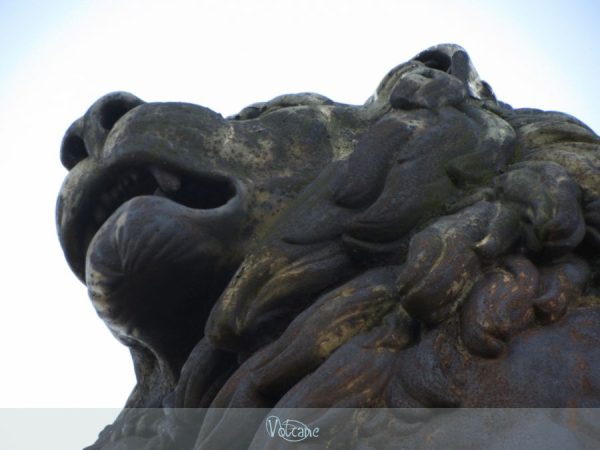 Gros plan sur le lion