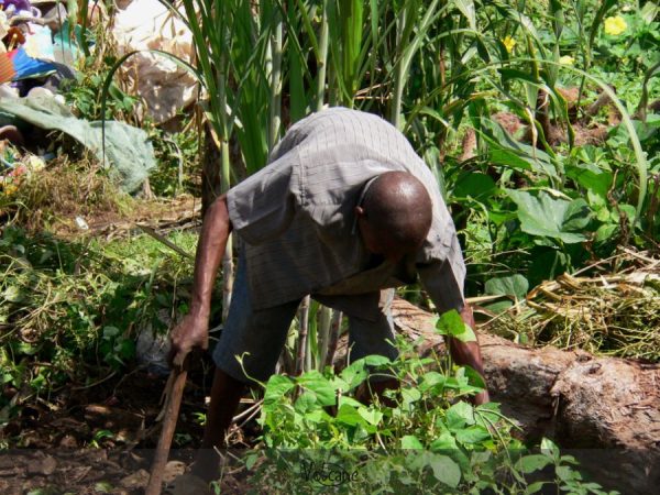 Paysan Kenyan