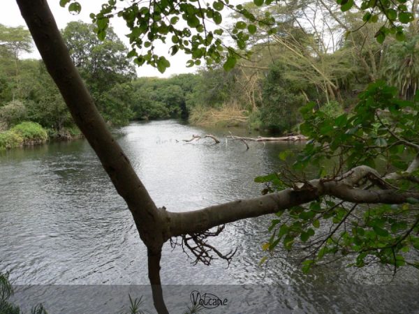 Rivière au Kenya habités par de nombreux de crocodiles